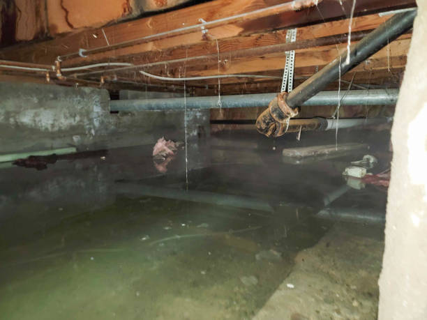 Best Flood damage cleanup  in Dalton, PA