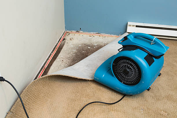 Best Mold removal after water damage  in Dalton, PA